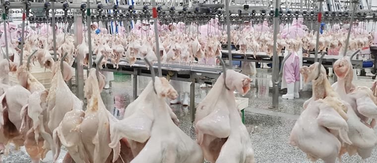 chicken-slaughterhouse-design