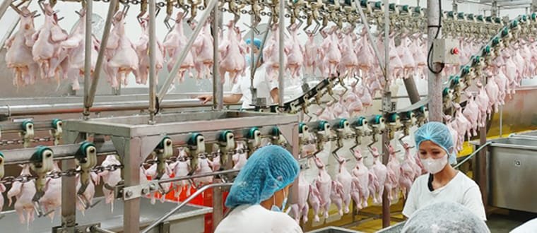 poultry-slaughterhouse-design