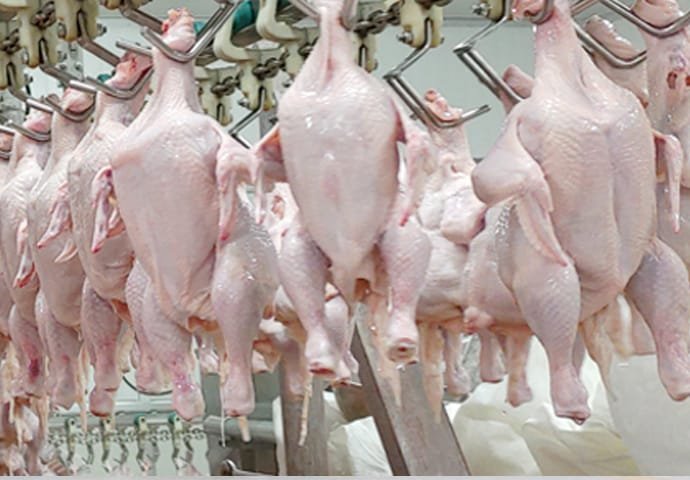 Complete Poultry Slaughter Line and Chicken Processing Plant Solution