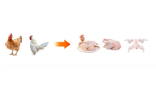  Poultry Slaughtering and Processing -- From Live Birds to Frozen Products