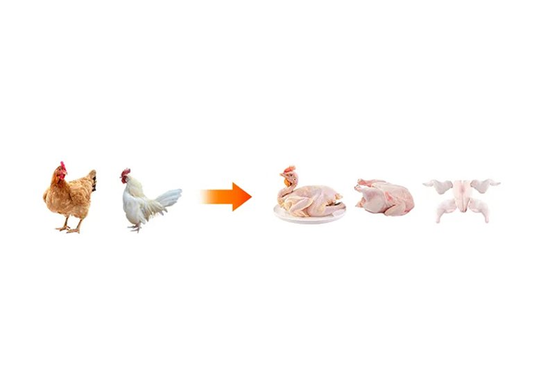 poultry slaughtering and processing line